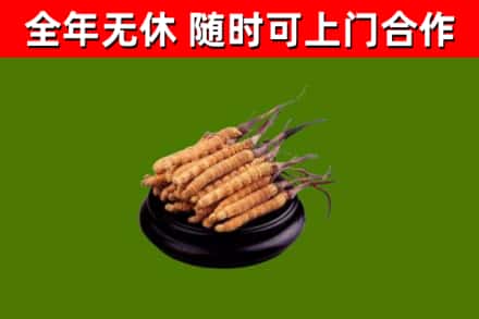 江永烟酒回收冬虫夏草.jpg